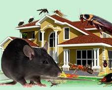 rat and house