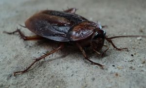 a-cockroach